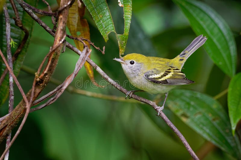 Popierający kogoś Warbler - Setophaga pensylvanica jest Nowego światu warbler fotografia stock Popierający kogoś Warbler - Setophaga pensylvanica jest Nowego światu warbler fotografia stock