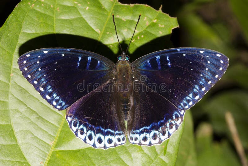 Belo Popinjay Emperrado Na Mão Foto de Stock - Imagem de media, periquito:  262781102