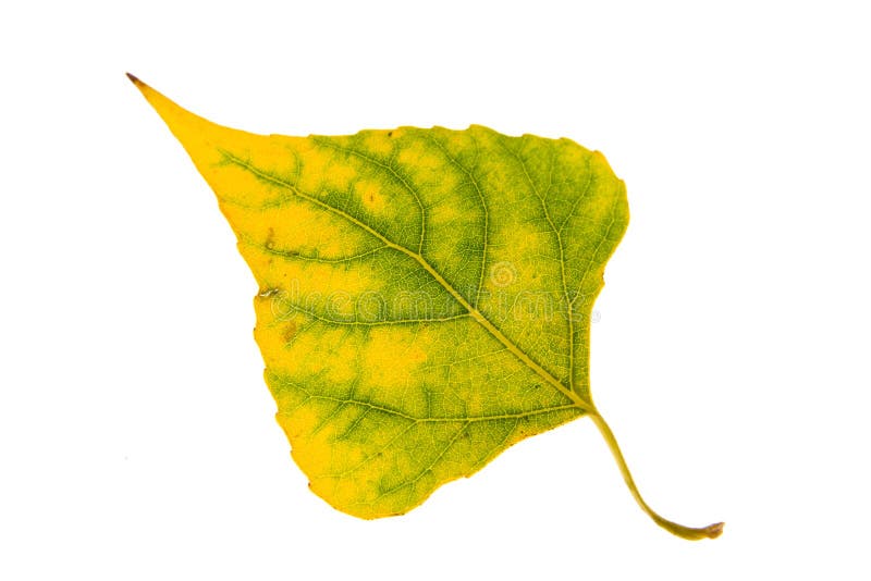 Poplar autumn leaf