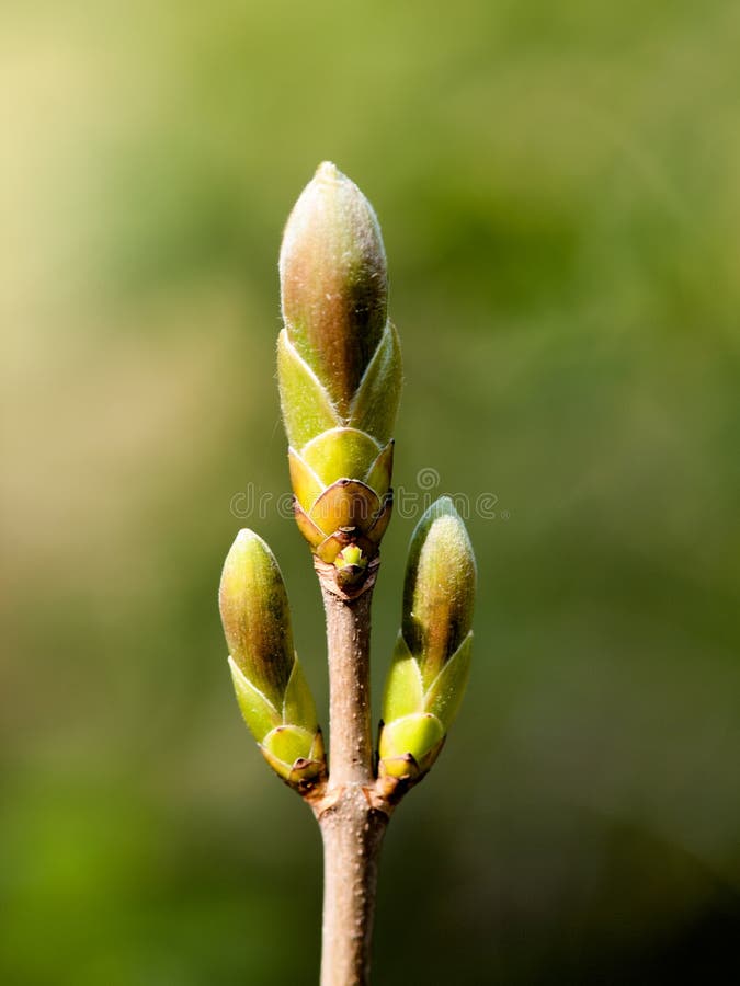 Poplar Buds stock image. Image of plant, spring, populus 27805185
