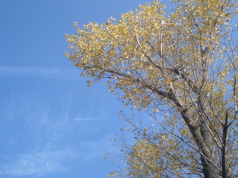 Yellow autumn poplar and blue sky in the background with jet plane leaving white trail. Yellow autumn poplar and blue sky in the background with jet plane leaving white trail