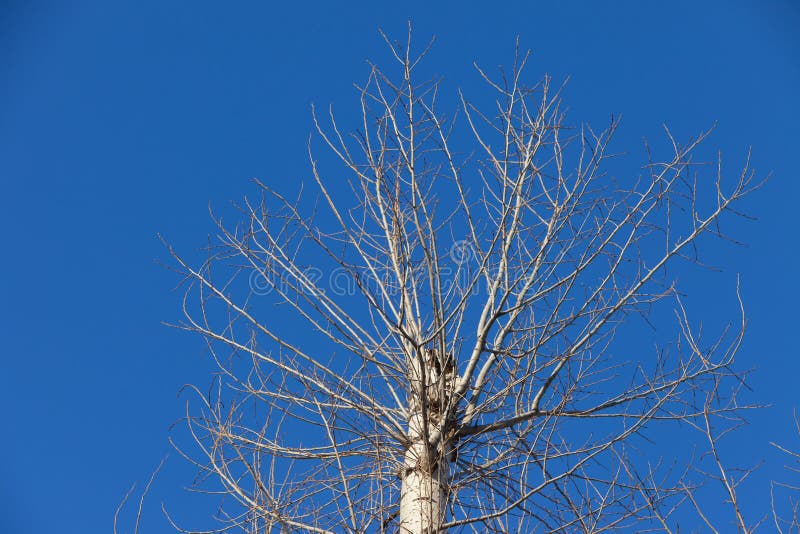 Poplar with a crown cut from above, lit by the rays of the setting sun against the background of a cloudless brightly blue March sky in the city park. Poplar with a crown cut from above, lit by the rays of the setting sun against the background of a cloudless brightly blue March sky in the city park