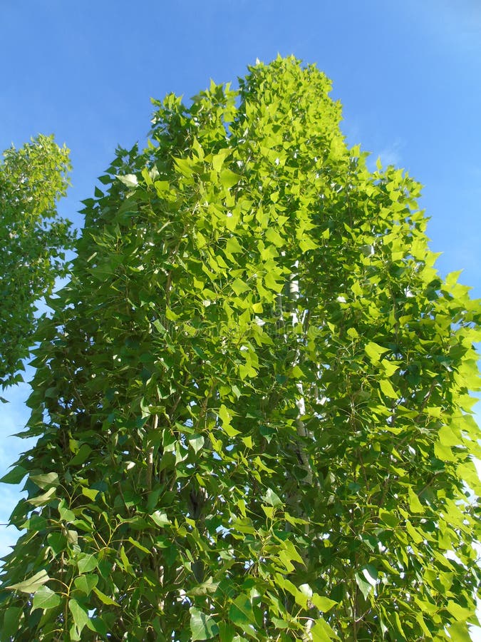 Poplar crown and sky