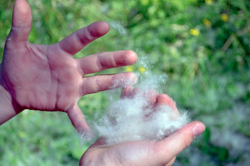 Poplar Fluff White Cotton Stock Photo, Picture and Royalty Free Image.  Image 81506292.