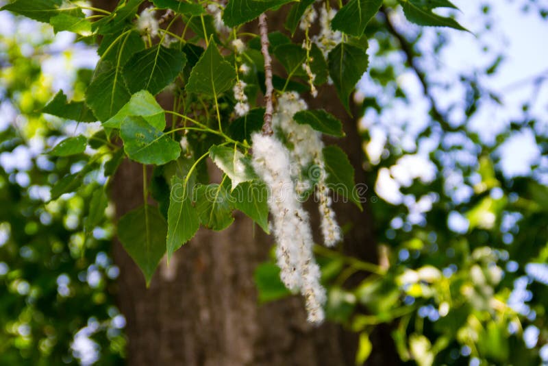 Poplar Fluff on Branch Closeup. Poplar Fluff Causes Allergy Stock Image