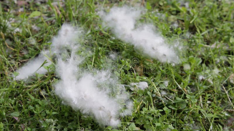 Poplar Fluff White Cotton Stock Photo, Picture and Royalty Free Image.  Image 81506292.