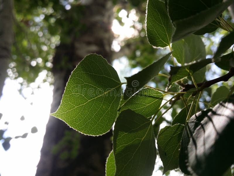 Poplar leaf in morning sun stock image Poplar leaf in morning sun stock image