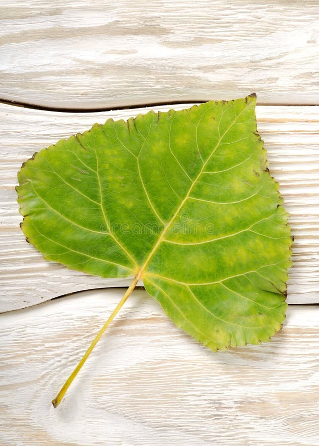 Poplar leaf on a wooden background