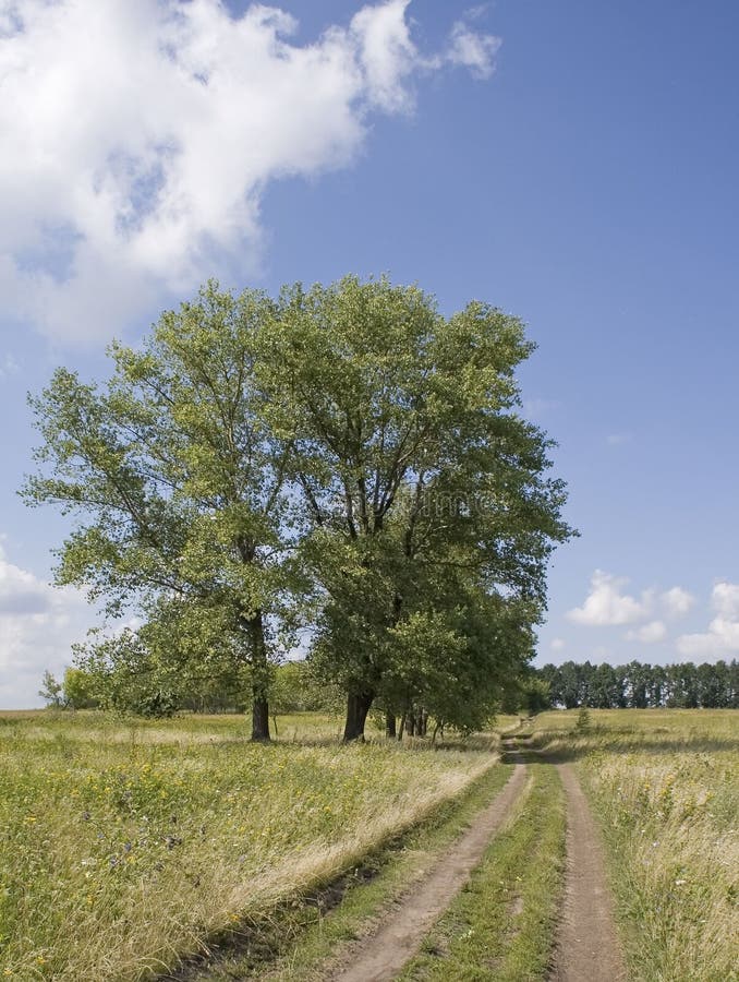 Poplar near the road