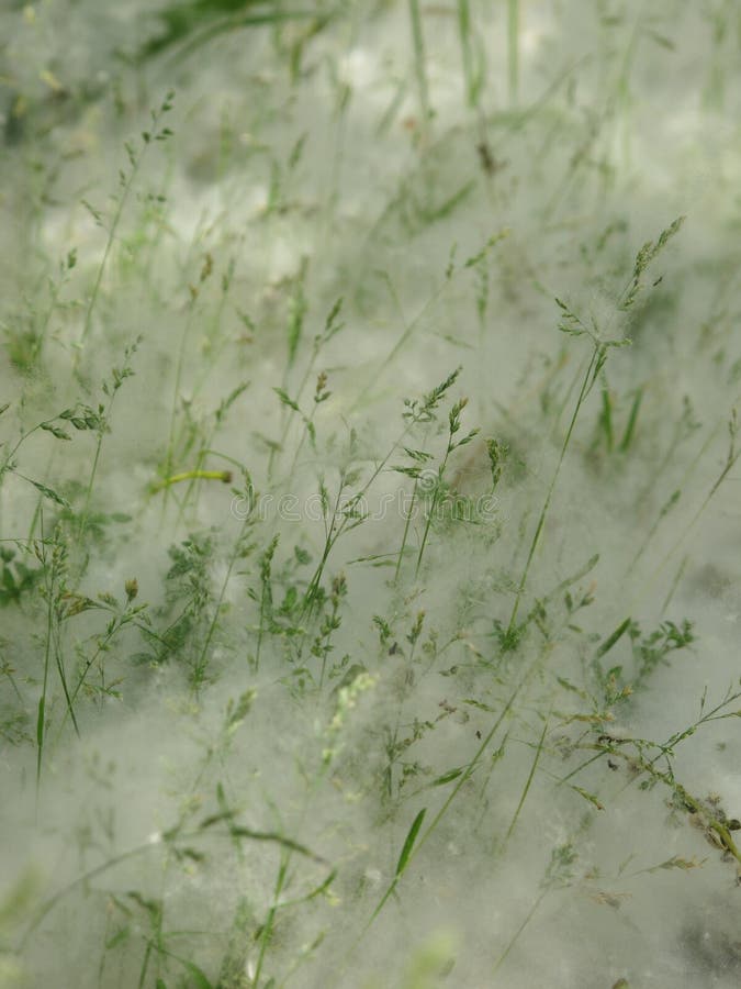 Poplar Seeds Allergy Responsible Stock Photo Image of flora, allergic