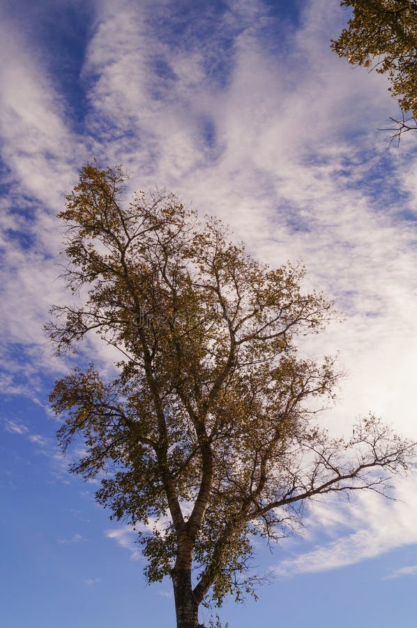 Crown poplar in autumn on a background of blue sky with clouds. Crown poplar in autumn on a background of blue sky with clouds