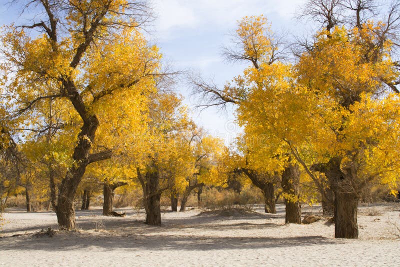 Poplar tree in autumn season