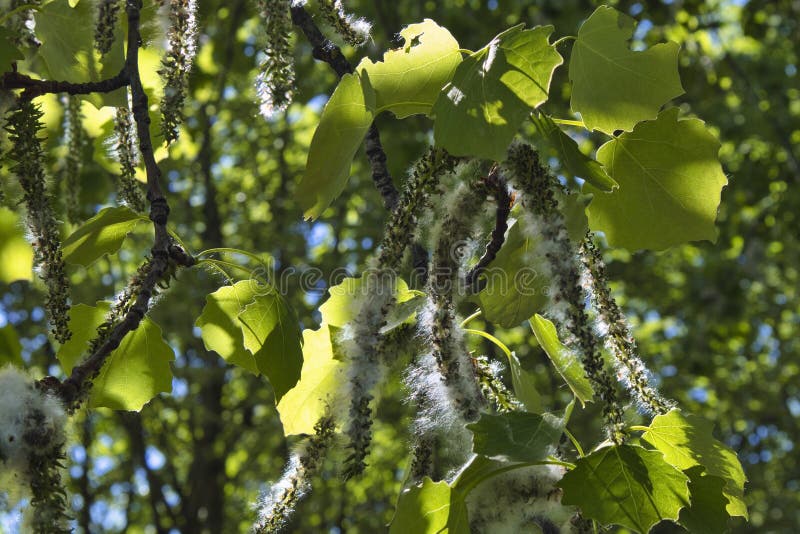 Poplar Tree Branches with Seeds Stock Image Image of cotton