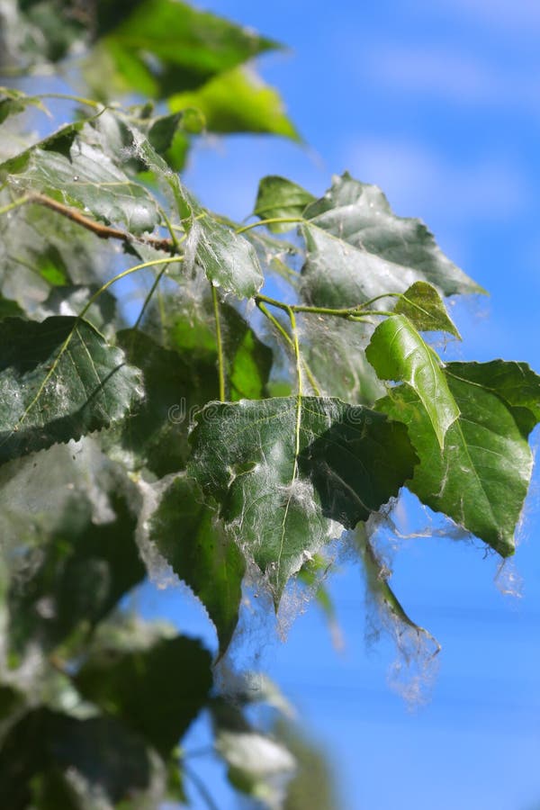 639 Cottonwood Tree Fluff Stock Photos Free & RoyaltyFree Stock