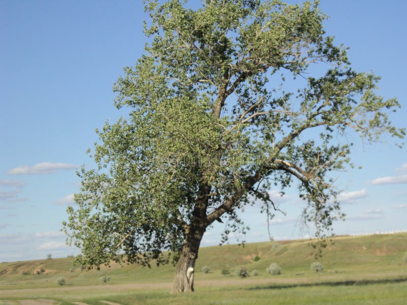 Green spreading branched old large one clear blue wildlife steppe expanses Russia beautiful view schenery summer natural background for photoshop wallpaper relaxation. Green spreading branched old large one clear blue wildlife steppe expanses Russia beautiful view schenery summer natural background for photoshop wallpaper relaxation