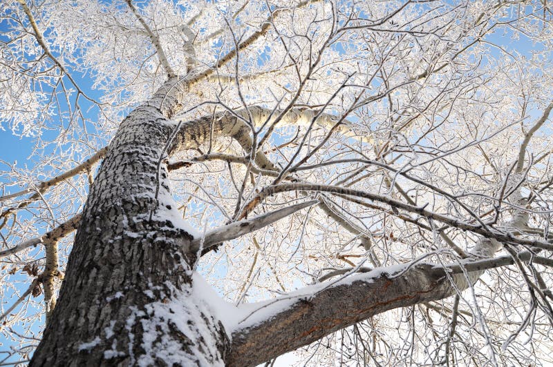 Poplar tree crown in winter snow hoarfrost. Poplar tree crown in winter snow hoarfrost