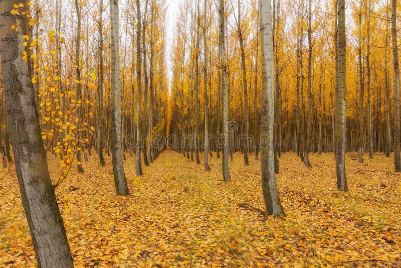 Poplar Tree Farm in Boardman Oregon in Fall Closeup Stock Photo Image