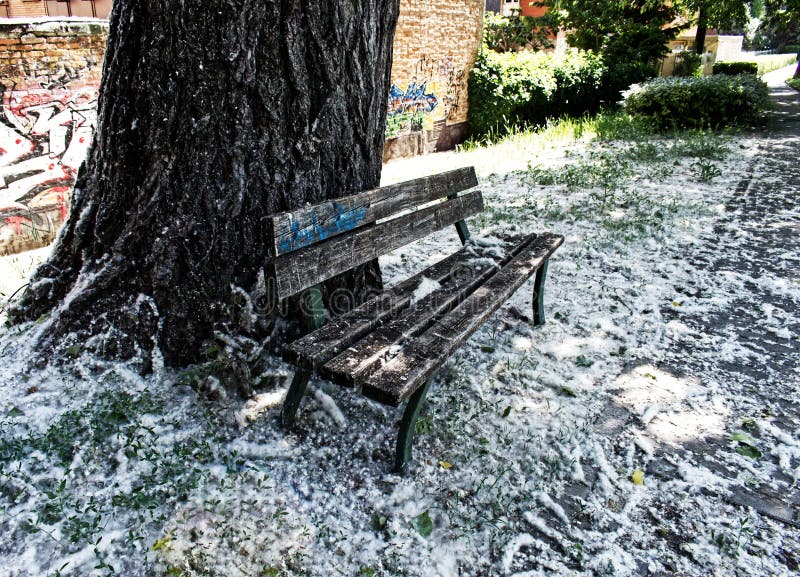 Poplar Tree Pollen Covered Ground in a Park of Bologna, Italy. Stock