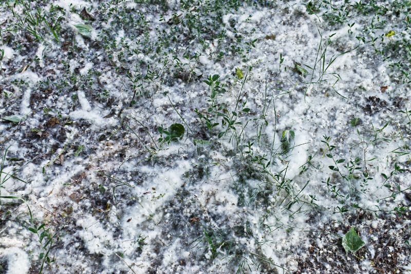 Poplar Tree Pollen Covered Ground in a Park of Bologna, Italy. Stock