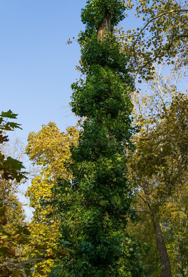 Poplar tree Populus nigra pyramidalis with restored crown after radical pruning in the Goryachiy Klyuch park.