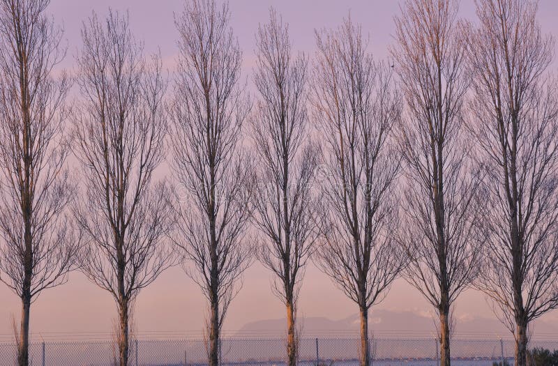 Poplar trees