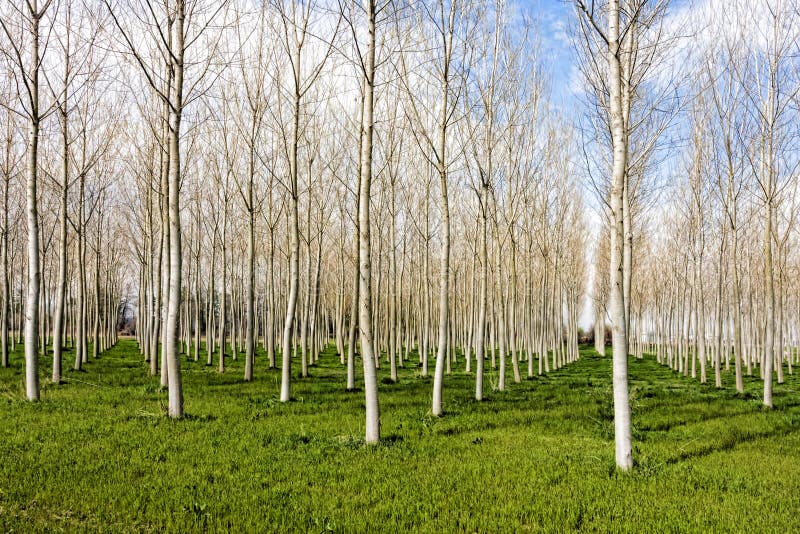 gloomwood trees height scenery gloomwood trees height scenery