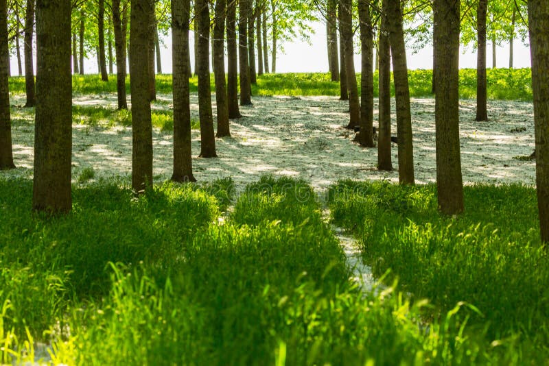 Poplar Trees and White Pollen in a Forest in Spring Stock Image Image