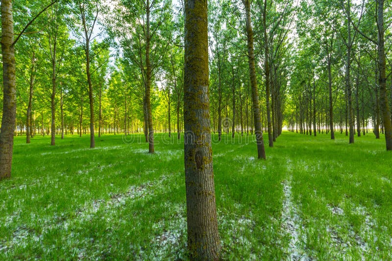 Poplar Trees and White Pollen in a Forest in Spring Stock Photo Image
