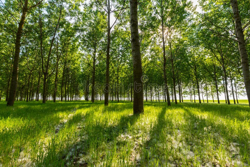 Poplar Trees and White Pollen in a Forest in Spring Stock Photo Image