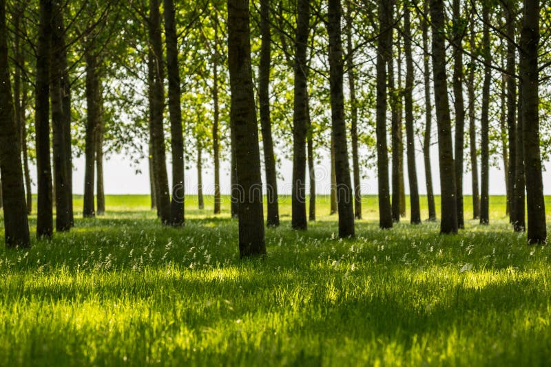 Poplar Trees and White Pollen in a Forest in Spring Stock Image Image