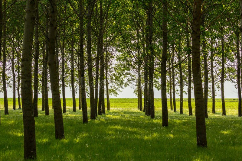Poplar Trees And White Pollen In A Forest In Spring Stock Image Image
