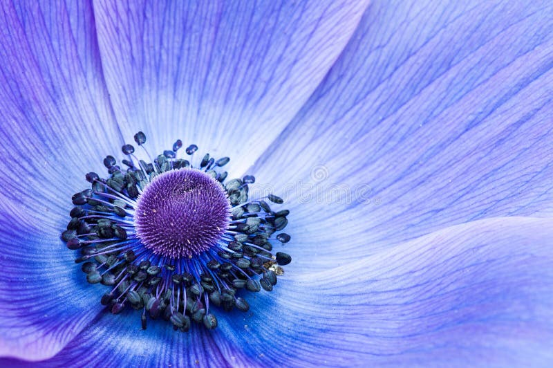 POPPIE BLEU photographie stock POPPIE BLEU photographie stock