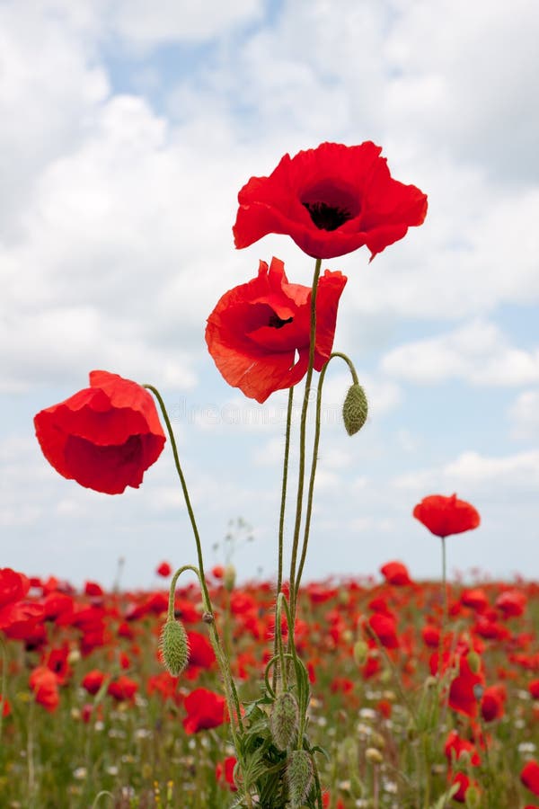 Poppies