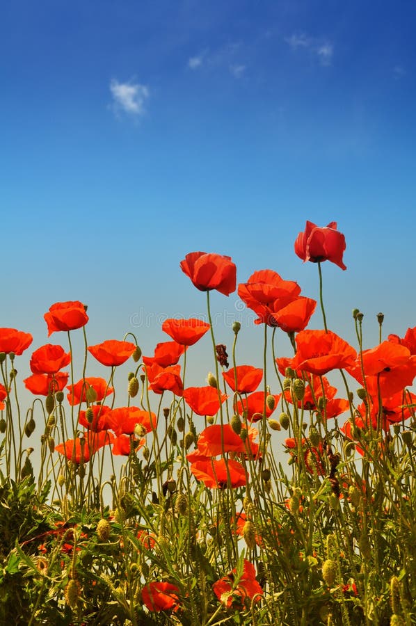 Poppies