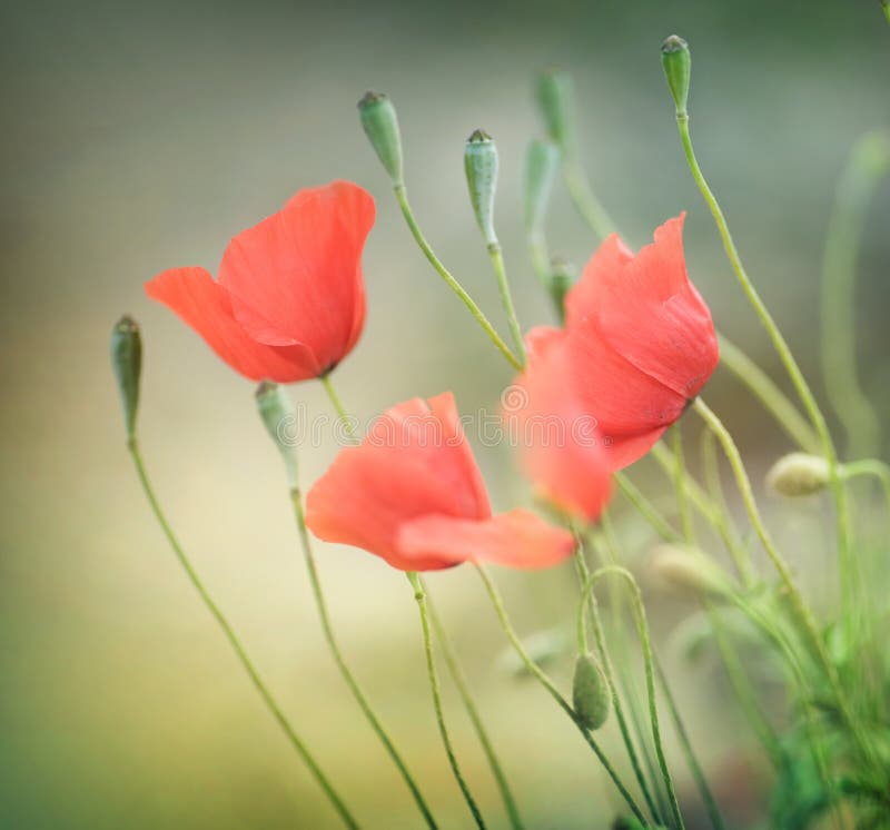 Poppies royalty free stock photo Poppies royalty free stock photo