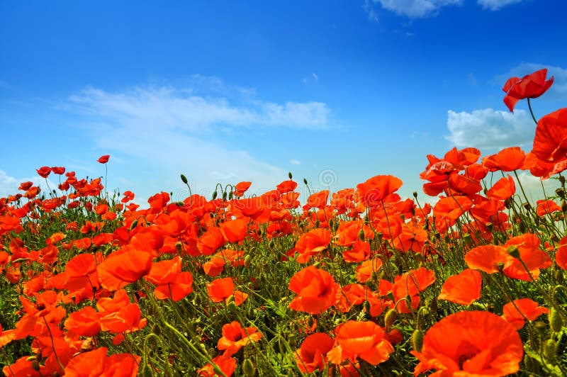 Poppies