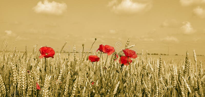 Poppies