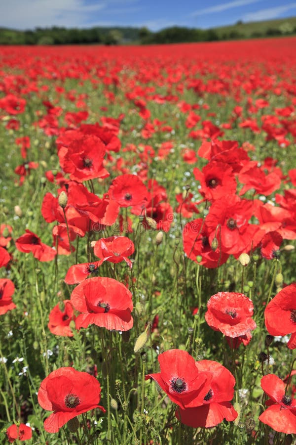 Poppies stock photo. Image of flower, england, poppy 16224258