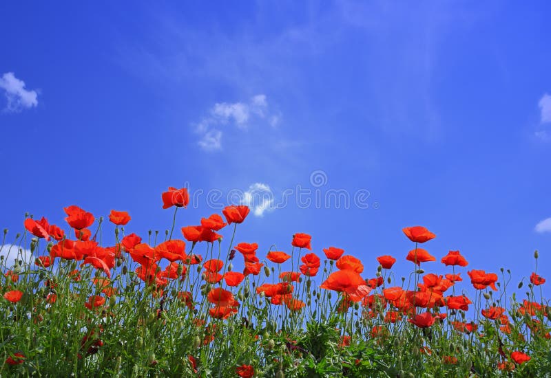 Poppies