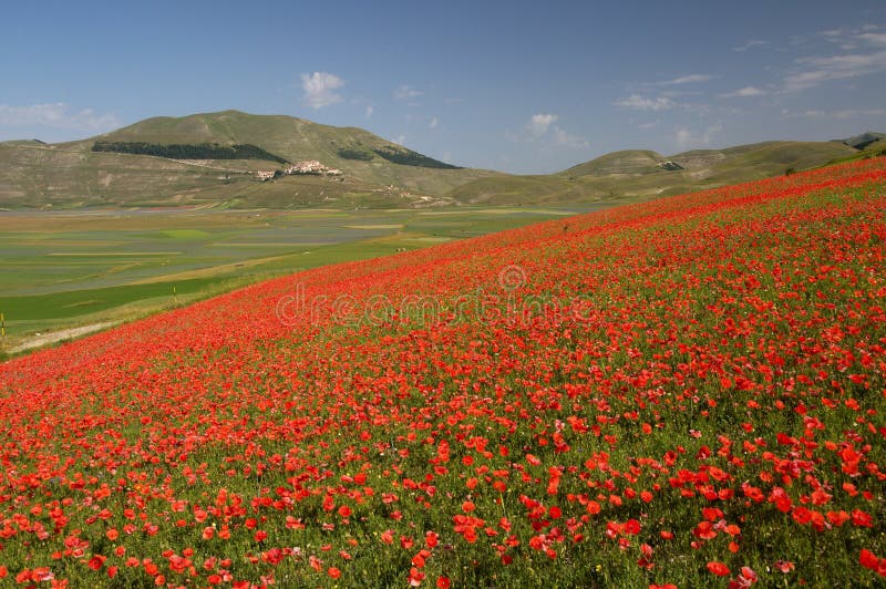 Poppies