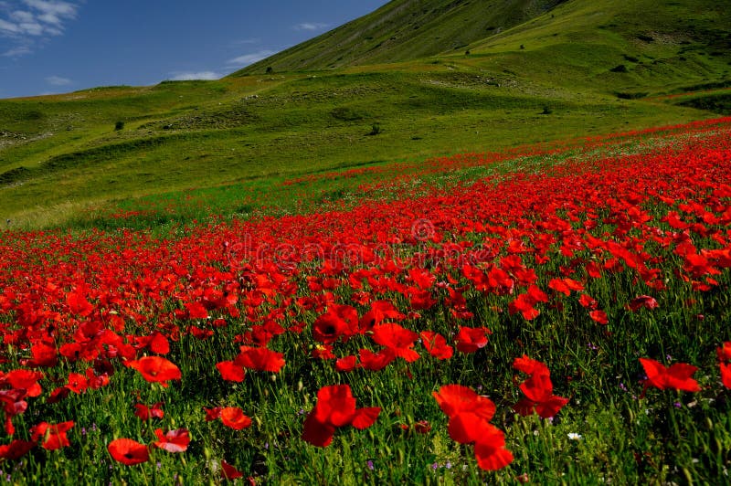 Poppies