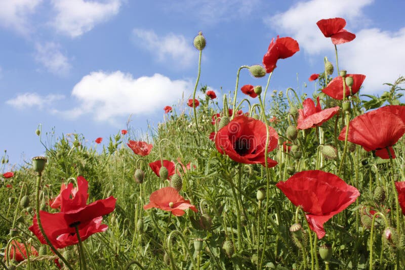 Poppies