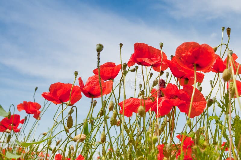 Poppies