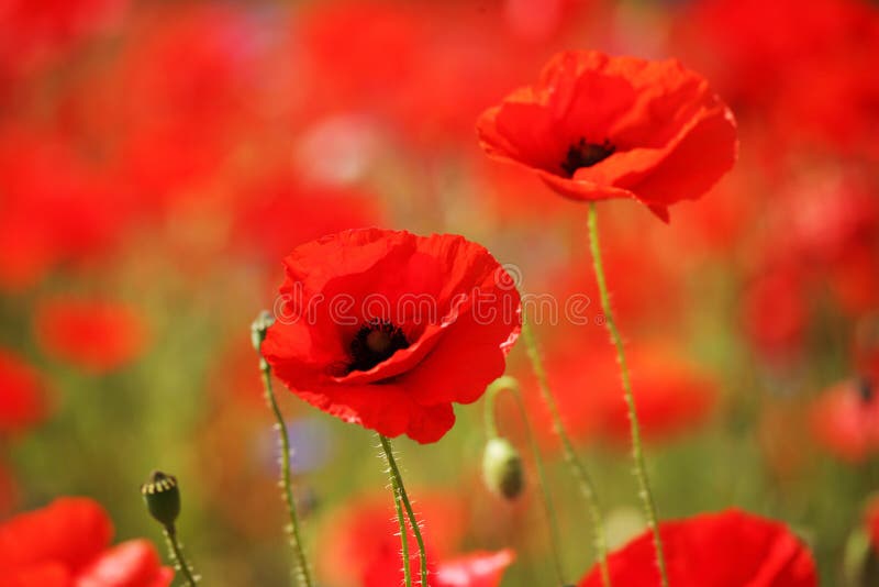 Poppies royalty free stock photos