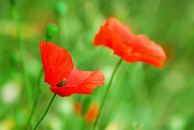 Poppies stock images