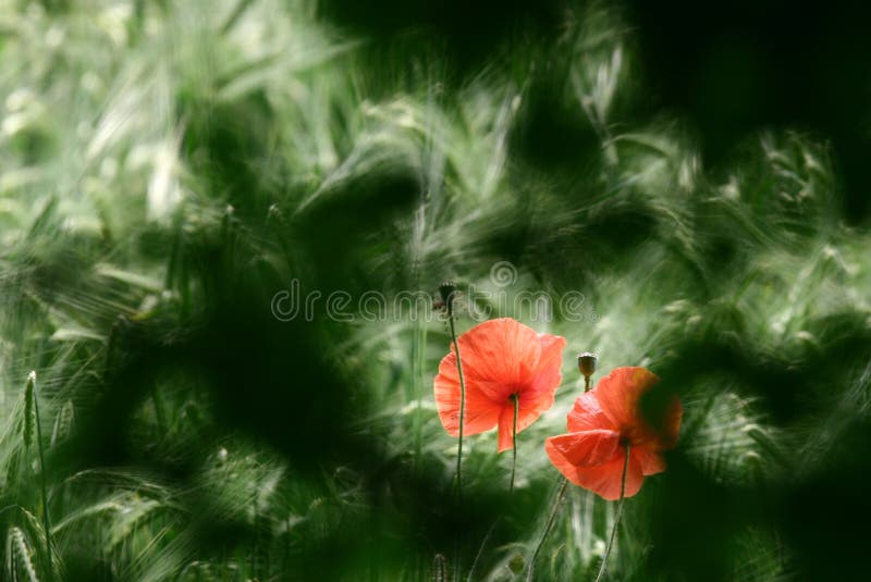 Poppies