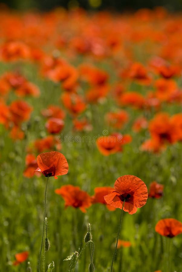 Poppies royalty free stock photo