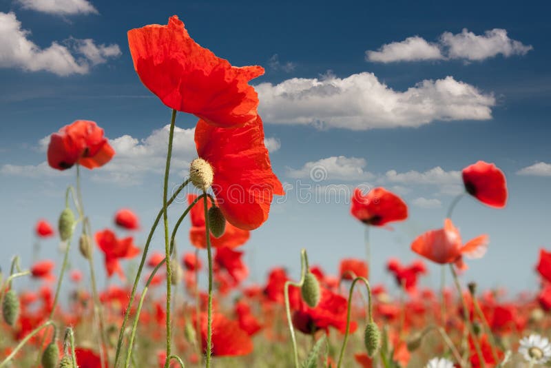 Poppies