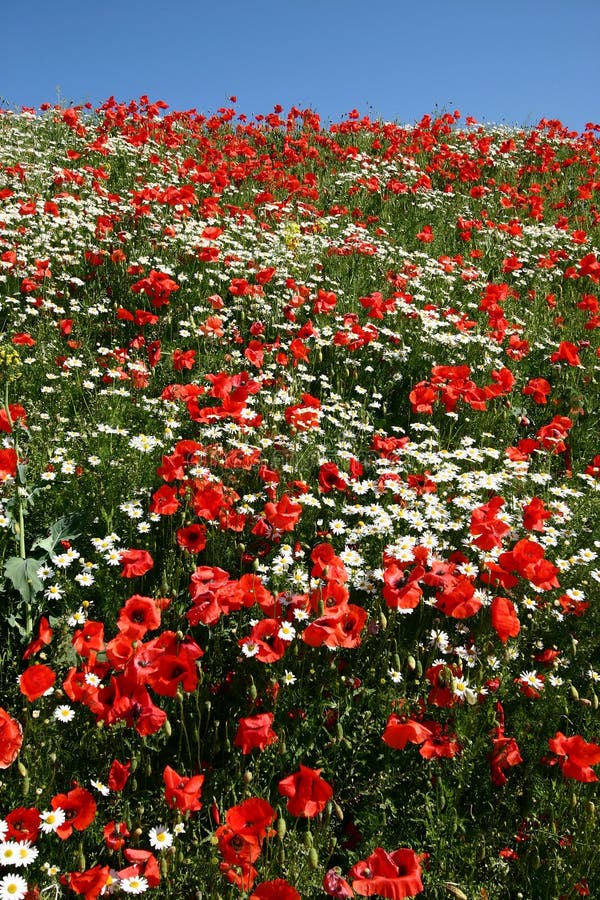 Poppies