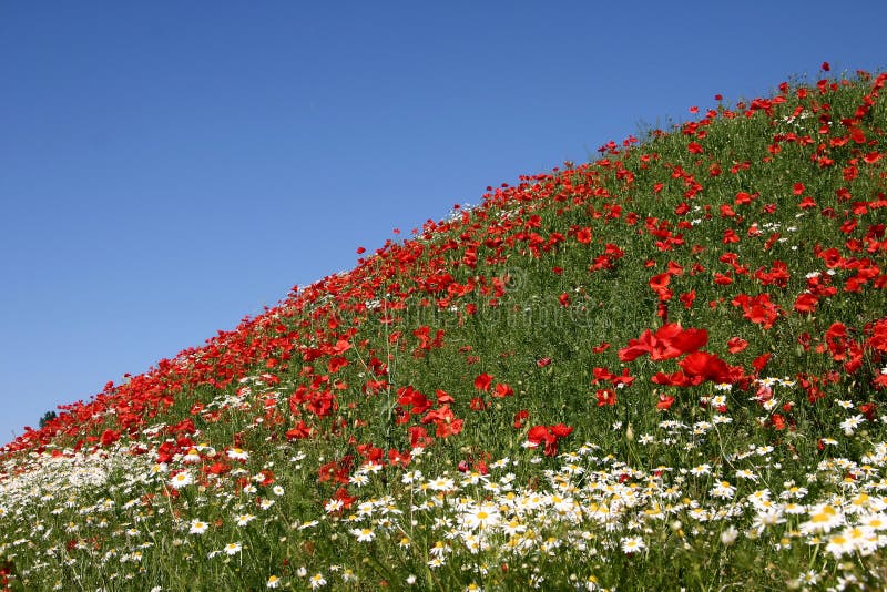 Poppies